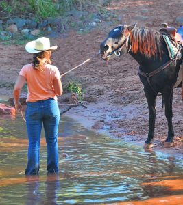 معنی you can lead a horse to water but you can not mak him drink