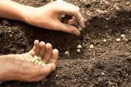 معنی plant a seed
