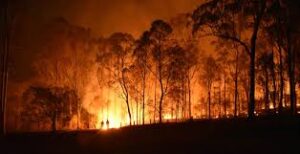 آتش سوزی جنگل ها و یادگیری کلمات مربوطه