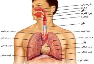 یادگیری زبان انگلیسی و اصطلاحات انگلیسی دستگاه تنفس