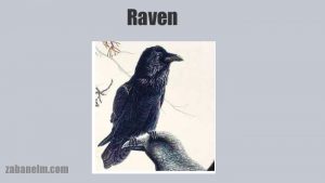 معنی raven